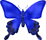 Gif 204 a